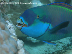 Image result for Chlorurus gibbus