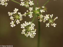 Attēlu rezultāti vaicājumam “Peucedanum oreoselinum leaf”
