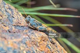 Attēlu rezultāti vaicājumam “Oedipoda caerulescens”