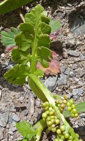 Attēlu rezultāti vaicājumam “Botrychium multifidum”
