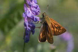 Attēlu rezultāti vaicājumam “Ochlodes sylvanus underside”