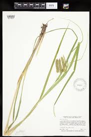 Attēlu rezultāti vaicājumam “Carex pseudocyperus”