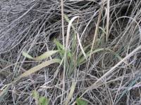 Attēlu rezultāti vaicājumam “Anisantha tectorum fruit”