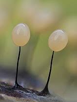 Attēlu rezultāti vaicājumam “Cribraria rufa spores”