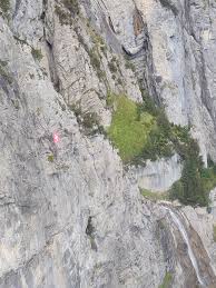 Attēlu rezultāti vaicājumam “Trichia alpina young”