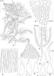 Attēlu rezultāti vaicājumam “Sphagnum contortum”