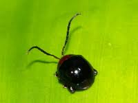 Attēlu rezultāti vaicājumam “Alticinae”