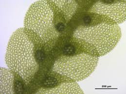 Attēlu rezultāti vaicājumam “Lejeunea cavifolia”