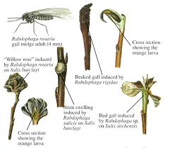 Attēlu rezultāti vaicājumam “Rabdophaga salicis”