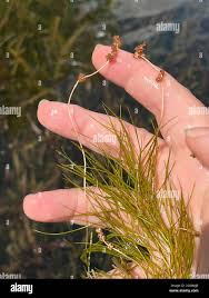 Attēlu rezultāti vaicājumam “Stuckenia pectinata leaf”