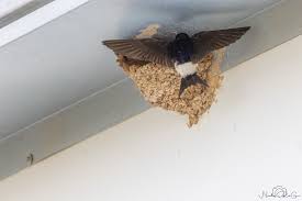 Attēlu rezultāti vaicājumam “Delichon urbicum nest”