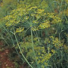 Image result for Dill