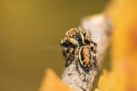 Attēlu rezultāti vaicājumam “Evarcha falcata”