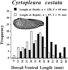 Attēlu rezultāti vaicājumam “Cribraria costata”