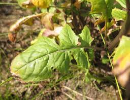 Attēlu rezultāti vaicājumam “Sisymbrium loeselii leaf”