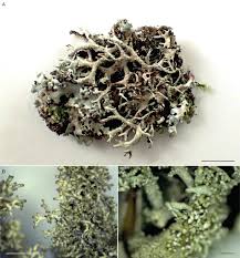 Attēlu rezultāti vaicājumam “Hypotrachyna sp.”