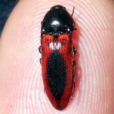 Attēlu rezultāti vaicājumam “Ampedus sanguinolentus”