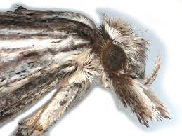 Attēlu rezultāti vaicājumam “Ypsolopha scabrella”