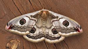 Attēlu rezultāti vaicājumam “Saturnia pavonia”