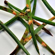 Attēlu rezultāti vaicājumam “Coleosporium sp.”