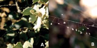 Attēlu rezultāti vaicājumam “Chrysopidae eggs”