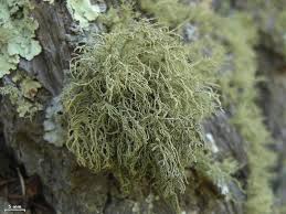 Attēlu rezultāti vaicājumam “Usnea hirta”
