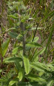 Attēlu rezultāti vaicājumam “Echium vulgare bud”