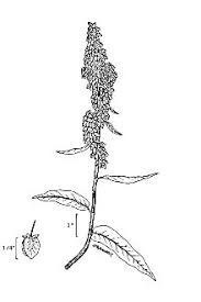 Attēlu rezultāti vaicājumam “Rumex aquaticus”