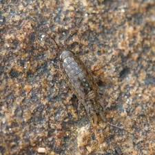 Attēlu rezultāti vaicājumam “Ligidium hypnorum”