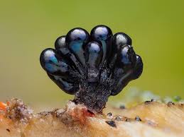 Attēlu rezultāti vaicājumam “Metatrichia vesparia”