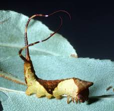 Attēlu rezultāti vaicājumam “Cerura vinula larva”