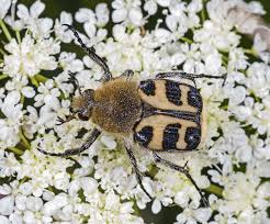 Attēlu rezultāti vaicājumam “Trichius fasciatus imago”