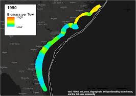 Image result for Cynoscion regalis