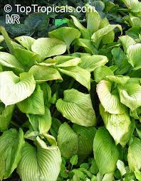 Attēlu rezultāti vaicājumam “Hosta sp.”