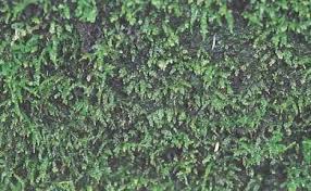 Attēlu rezultāti vaicājumam “Eurhynchium hians”