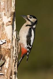 Attēlu rezultāti vaicājumam “Dendrocopos major female”