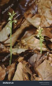 Attēlu rezultāti vaicājumam “Corallorhiza trifida fruit”