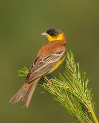 Image result for Emberiza melanocephala