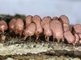 Attēlu rezultāti vaicājumam “Arcyria incarnata spores”