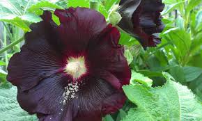 Image result for Alcea rosea nigra