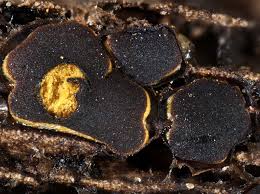 Attēlu rezultāti vaicājumam “Perichaena corticalis”