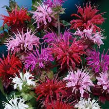 Image result for Monarda didyma