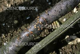 Attēlu rezultāti vaicājumam “Nectria cinnabarina”