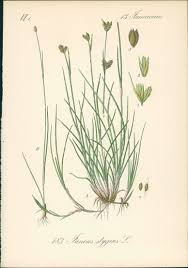 Attēlu rezultāti vaicājumam “Juncus stygius”