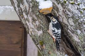 Attēlu rezultāti vaicājumam “Dendrocopos leucotos”