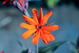 Attēlu rezultāti vaicājumam “Silene x arkwrightii Vesuvius”