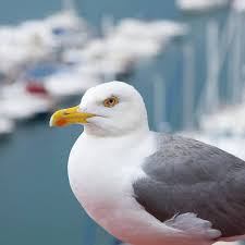 Attēlu rezultāti vaicājumam “Larus argentatus”
