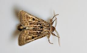 Attēlu rezultāti vaicājumam “Tholera decimalis”