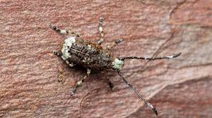 Attēlu rezultāti vaicājumam “Platystomos albinus”