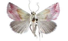 Attēlu rezultāti vaicājumam “Gelechia jakovlevi”